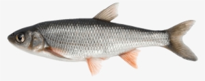 Free Png Fish Png Images Transparent - Fish Png