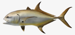 Crevalle Jack