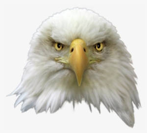 Bald Eagle Birds - Eagle Head White Background