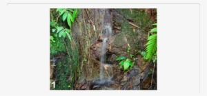 Hygropetric Rocks And Attached Roots And Mosses At - Entomology