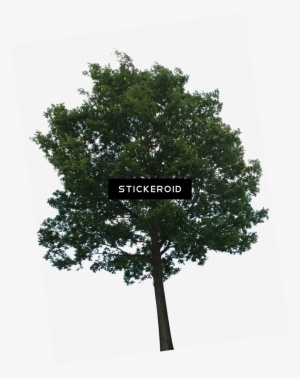 Tree Дерево - Trees Png No Background
