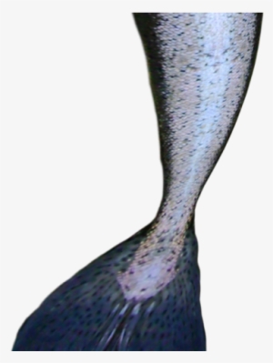 Mermaid Tail Png Transparent Images - Mermaid Tail