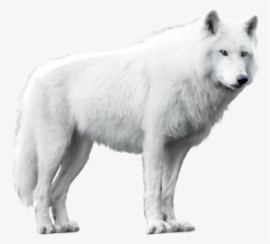 White Wolf Png - Wolf With White Background