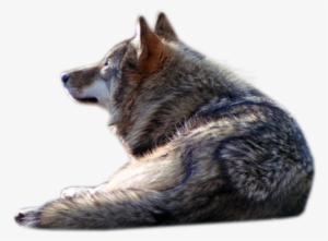 Wolf - Wolf Laying Down Png
