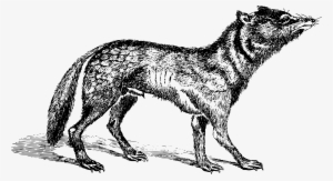 Big Image - Japanese Wolf