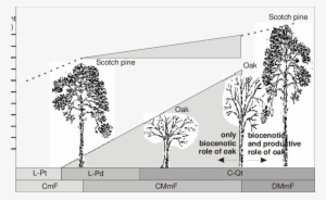 Comparison Of Growth Of Pine And Oak In Coniferous - Forest Type Tree Comparison