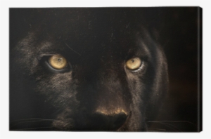 Panther Animal