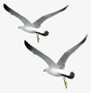 Ftestickers Birds Flying Fly Love Sunset Sea Seabirds - White