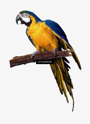 Parrots Parrot