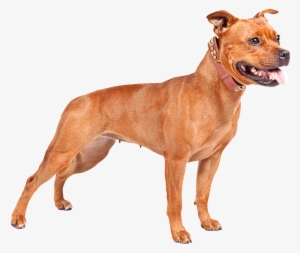 Perro Pitbull Png Clip Art Library Download - Staffordshire Bull Terrier Orange
