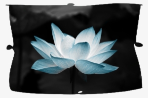 Lotus Flower - Indian Lotus Flower Oval Ornament