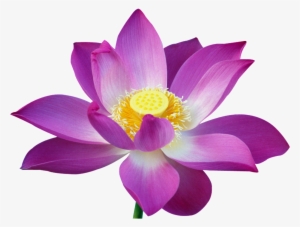 Beautiful Lotus Flower - Imagens Da Flor De Lotus