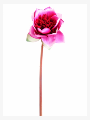 20" Soft Touch Lotus Flower Spray Two Tone Beauty - Silk