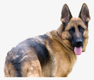 German Shepherd - Old German Shepherd Dog