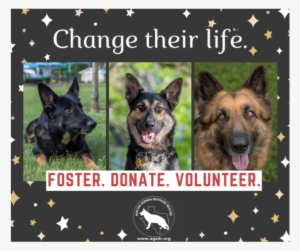 Austin German Shepherd Rescue Foster Program - Old German Shepherd Dog
