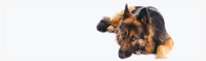 Degenerative Myelopathy - Dog