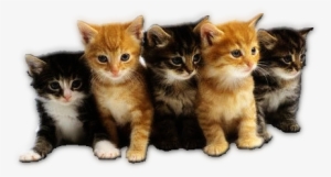 Go To Image - Group Of Cute Cats