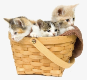 Put All Your Pets In One Basket - Kittens In A Basket Png