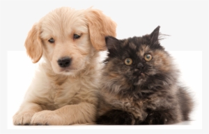 Puppy And Kitten Club - Pretty Pets