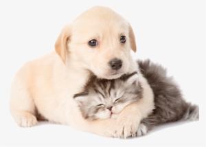 Puppy And Kitten Laying Together - Cat And Dog