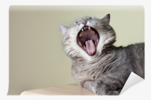 Cat Yawning With Mouth Wide Open And Shows Fangs Wall - British Shorthair Teeth
