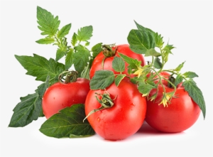 Tomato
