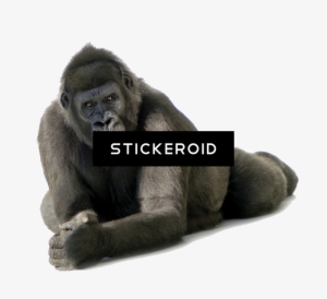 Gorilla - Portable Network Graphics