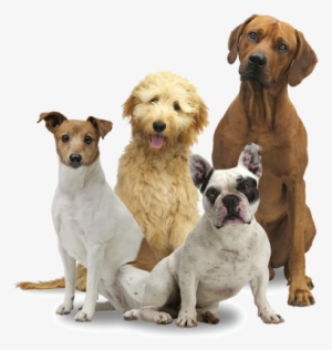 Group Of Dogs Png