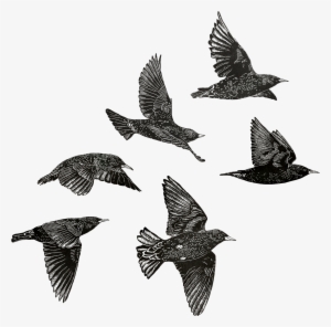 European Starlings Sheet - Common Starling