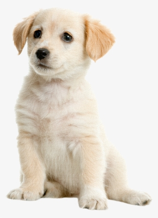 Lab Puppy Png - Dogs Name Male Labrador