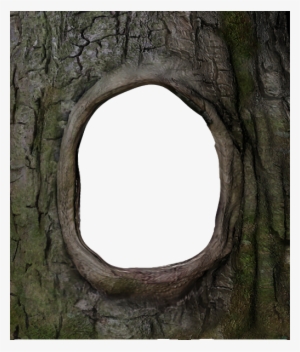 Trunk Png Frame Hole In Tree Trunk Для Моего Хобби - Trunk