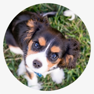 Want To Learn More About Puppy Socialization - Dog