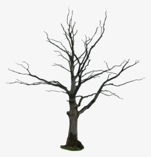 Dead Tree Png By Gd08 - Dead Tree No Background