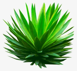 Palm Plant Png - Plant Transparent