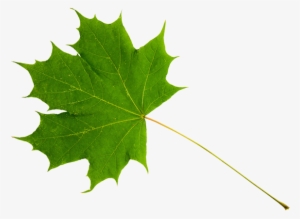 Green Maple Leaf - Sugar Maple Leaf Stem