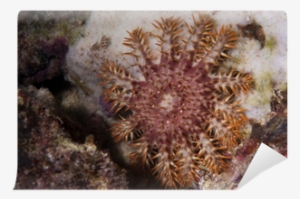 Sea Star Crown Of Thorns In Raja Ampat Papua, Indonesia - Photograph