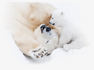 One Bella Casa Polar Bear Happiness Throw Pillow Size: