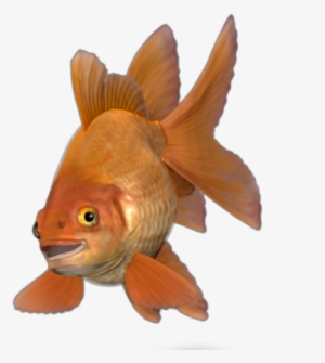 About Rodrigo - Goldfish