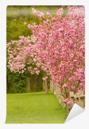 Cherry Blossom Trees Along A Post And Rail Fence Wall - Cherry Blossom