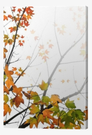 Background Of Fall Maple Leaves And Tree Branches Canvas - Fall Background