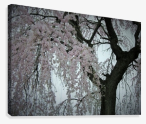Pink Cherry Blossom Tree In Shades Of Gray Photograph - Cherry Blossom