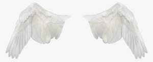 wings,wings ave,flight,fly,white wings,png,freedom, - asas brancas png