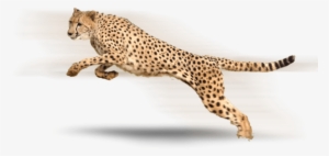 Free Png Cheetah Png Images Transparent - Acephate 50% Imidacloprid 1.8% Sp
