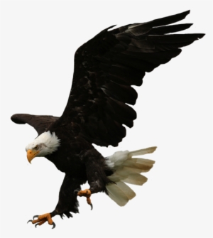 Diving Eagle