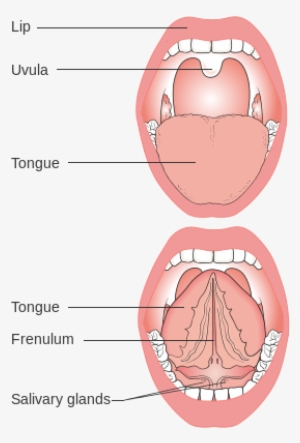 Diagram Showing The Parts Of The Mouth Cruk - Mouth Diagram Transparent