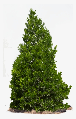 Carolina Cherry - Shrups Png