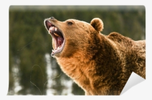 Wild Bear