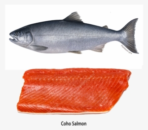 canned oregon salmon - coho salmon