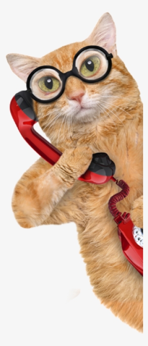 Proudly Serving The Woodlands, Conroe, Montgomery, - Cat On A Phone