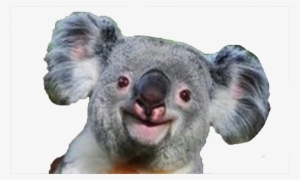 Koala Png - Koala Smile
